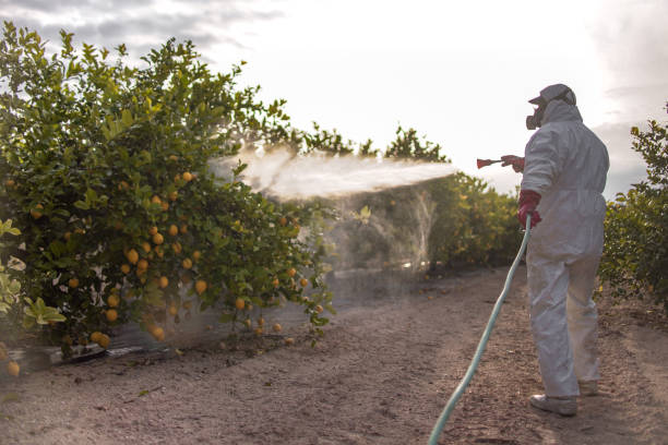 Reliable Pink, OK Pest Control Solutions
