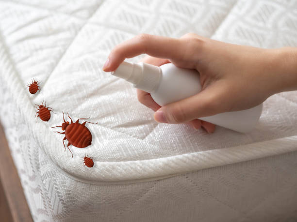 Best Mosquito Control Services  in Pink, OK